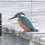 kingfisher_anim.gif