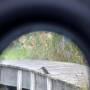 kingfisher_photograph_through_binocular.jpg